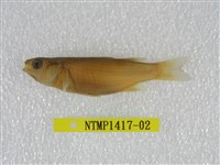 藏品(大鱗鮻)的圖片